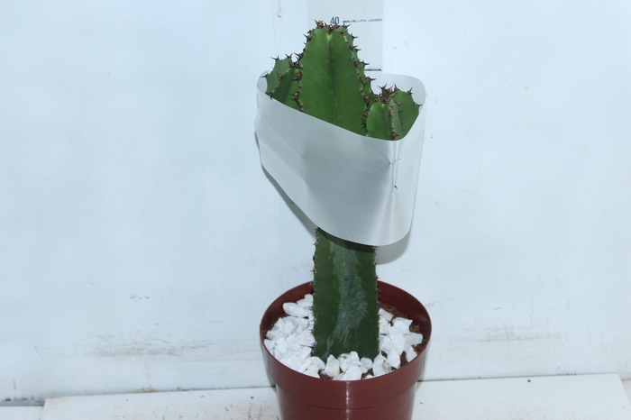 <h4>CACTUS EUPHORBIA MANDACARU P17</h4>