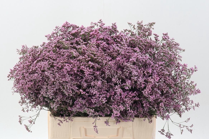 <h4>Lim Saf Oshi Pink</h4>