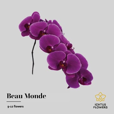 <h4>Phalaenopsis Beau Monde 9</h4>