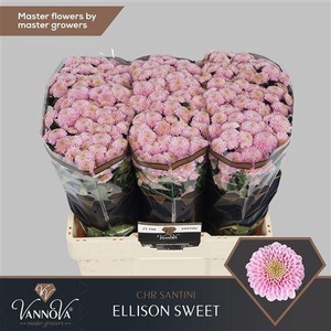 CHR S ELLISON SWEET