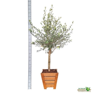 OLEA EUROPAEA