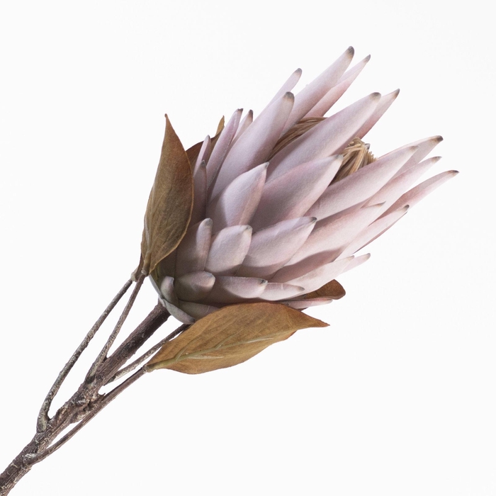 <h4>Protea Spray Mauve DE990002MAU</h4>