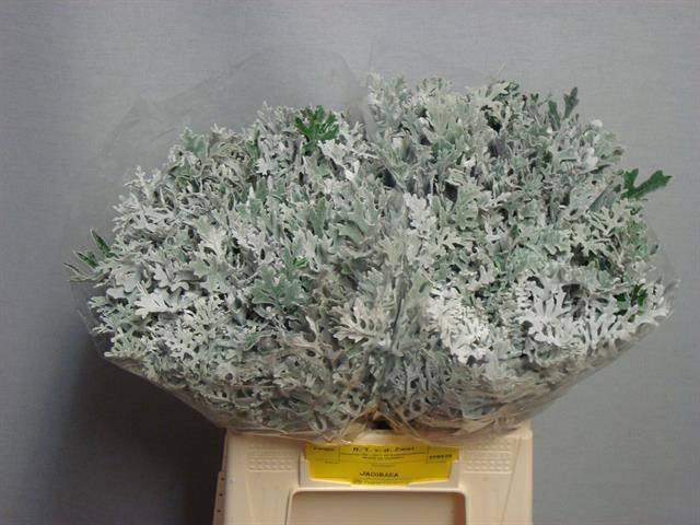 <h4>JACOBAEA MARITIMA</h4>