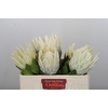 Protea Cyn. Ayoba Arctic Ice