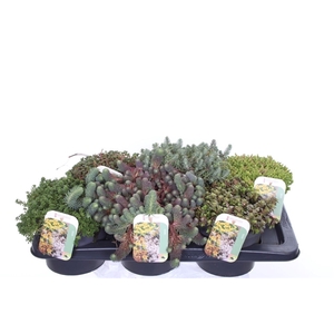 Sedum mix in tray