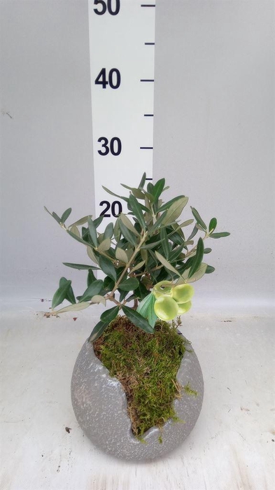 <h4>Arr.   Tuinplanten L%</h4>