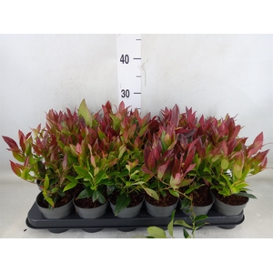 Leucothoe axillaris 'Zeblid'