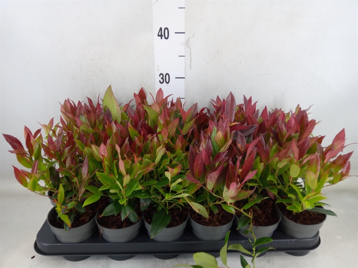 <h4>Leucothoe axillaris 'Zeblid'</h4>