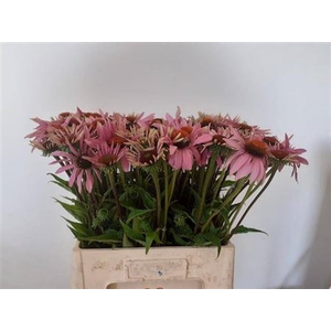 Echi Purpurea