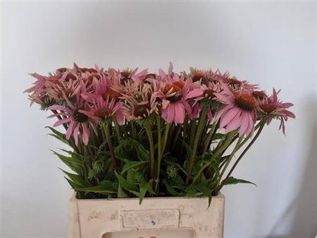 <h4>Echi Purpurea</h4>