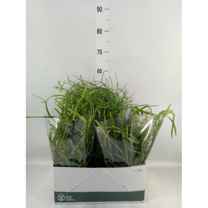 <h4>Rhipsalis   ...mix</h4>