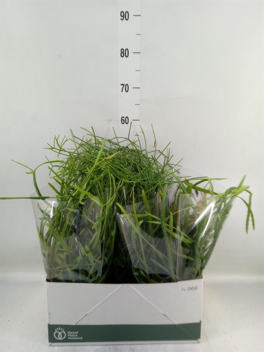 Rhipsalis   ...mix