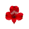 ALSTROEMERIA MERLOT 080 CM VERMELHO