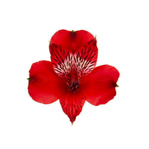 ALSTROEMERIA MERLOT 080 CM VERMELHO