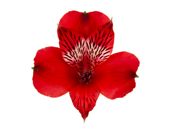 <h4>ALSTROEMERIA MERLOT 080 CM VERMELHO</h4>