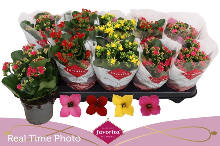 <h4>KAL EN GEM 4 KL</h4>