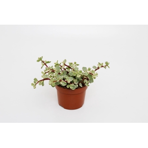 Portulacaria Afra Varigata