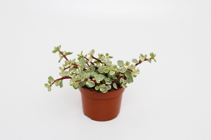 <h4>Portulacaria Afra Varigata</h4>