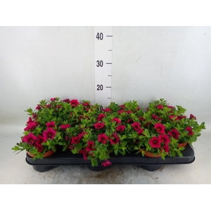 Calibrachoa  'Minifam Purple'