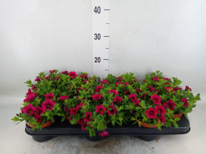 <h4>Calibrachoa  'Minifam Purple'</h4>