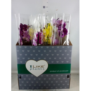 Phalaenopsis   ...mix