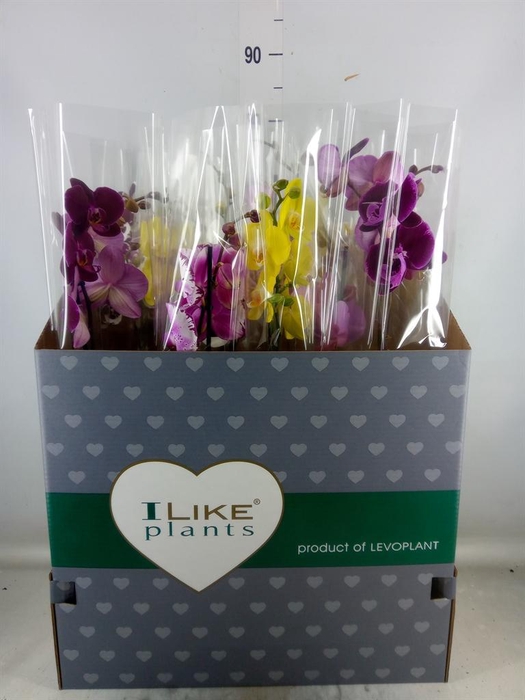 <h4>Phalaenopsis   ...mix</h4>