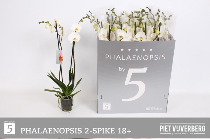 <h4>PHAL OV WIT</h4>