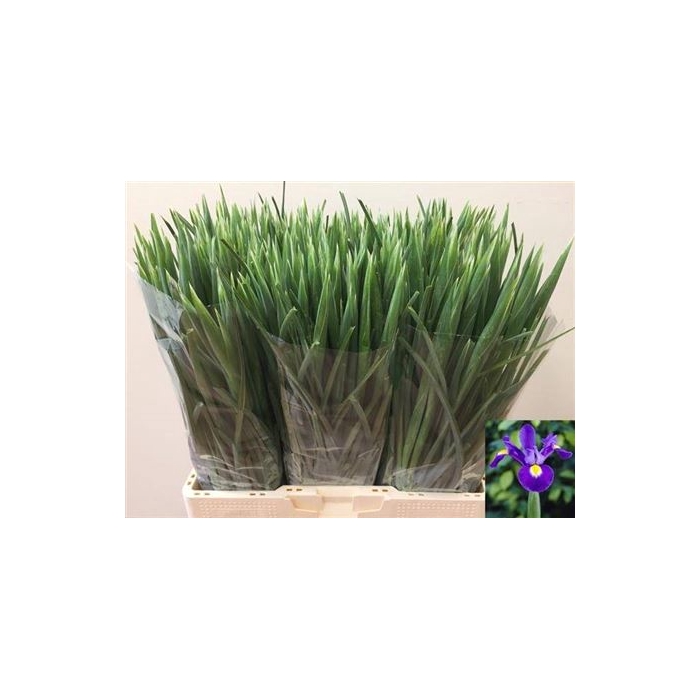 <h4>Iris Blue Magic</h4>