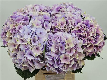 <h4>Hydr Cl M Royal Love</h4>
