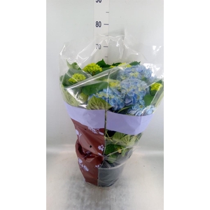 Hydrangea mac. 'Bela Blue'