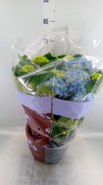 <h4>Hydrangea mac. 'Bela Blue'</h4>