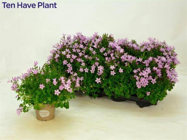 <h4>CAMPANULA PORTO PINK P11</h4>