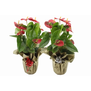 Anthurium 17 cm Jambo Red in Rondello gold + bow Metallic mix