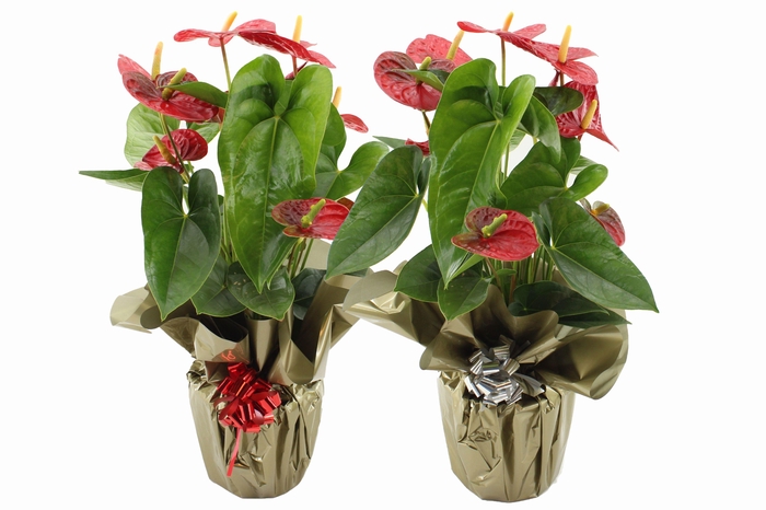 <h4>Anthurium 17 cm Jambo Red in Rondello gold + bow Metallic mix</h4>