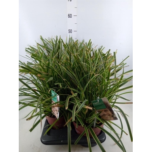 Carex morrowii 'Ice Dance'