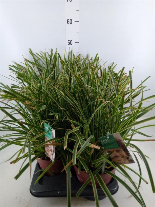 <h4>Carex morrowii 'Ice Dance'</h4>