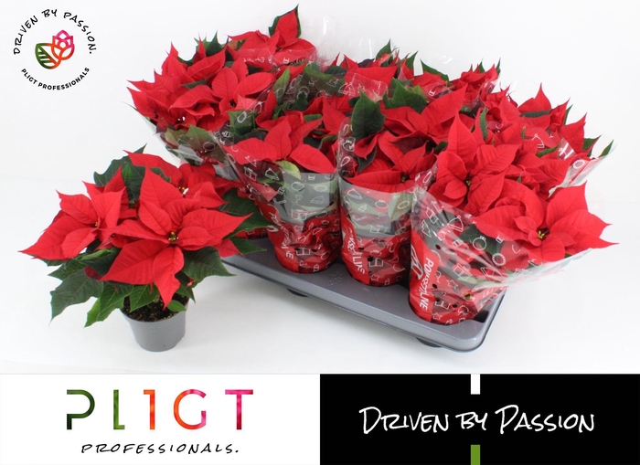 <h4>Poinsettia Rood Universe P12 Ornamental</h4>