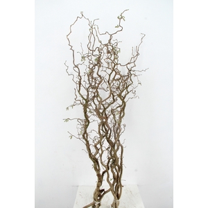 CORYL AV CONTORTA 2 JARIG 140CM