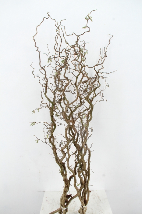 <h4>CORYL AV CONTORTA 2 JARIG 140CM</h4>