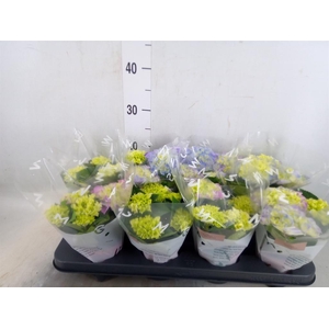 Hydrangea mac. 'Fabolo'