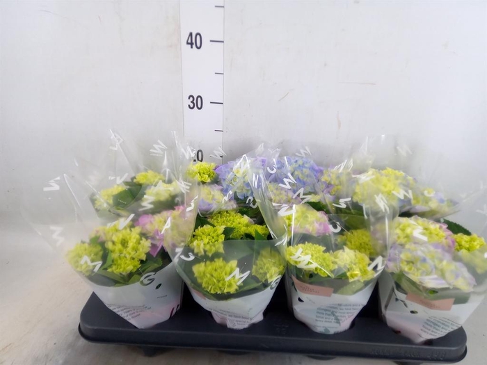 <h4>Hydrangea mac. 'Fabolo'</h4>