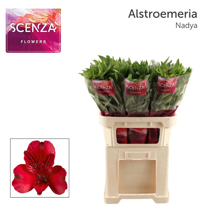 <h4>ALSTR NADYA Scenza</h4>