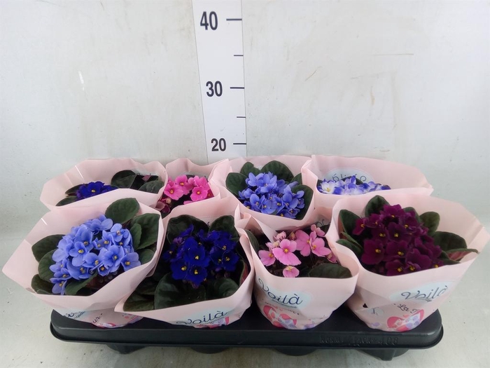 <h4>Saintpaulia   ...mix</h4>