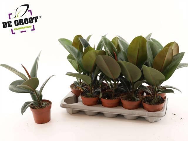 <h4>FIC EL ROBUSTA</h4>