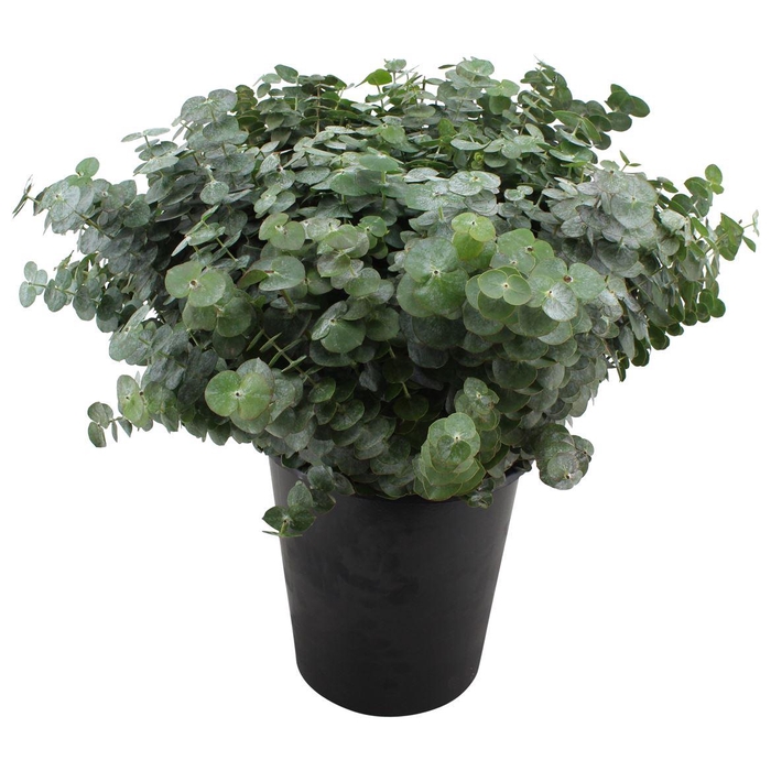 <h4>Euca Baby Blue 50cm ( Per Tak)</h4>