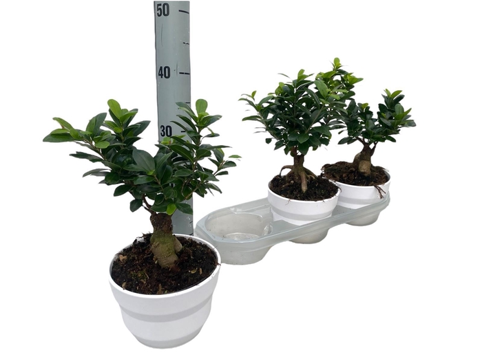 <h4>FIC MI GINSENG</h4>