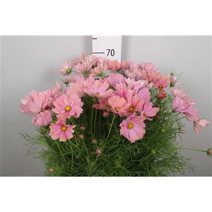 Cosmos Bipin Salmon