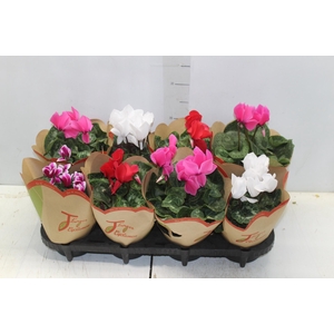CYCLAMEN P14