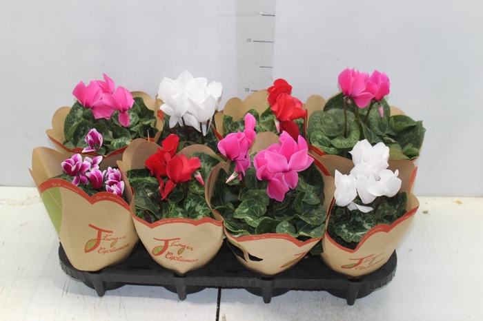 <h4>CYCLAMEN P14</h4>