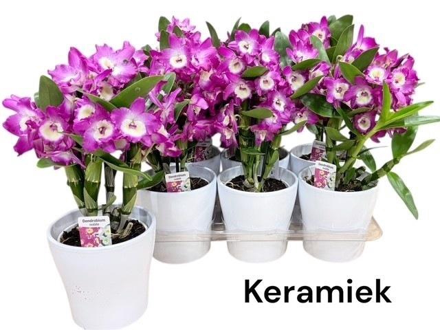 <h4>DEND NOBILE</h4>